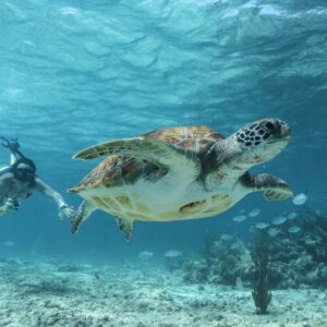 snorkeling con tortugas + cenote