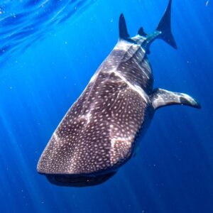 whaleshark / nado con tiburon ballena